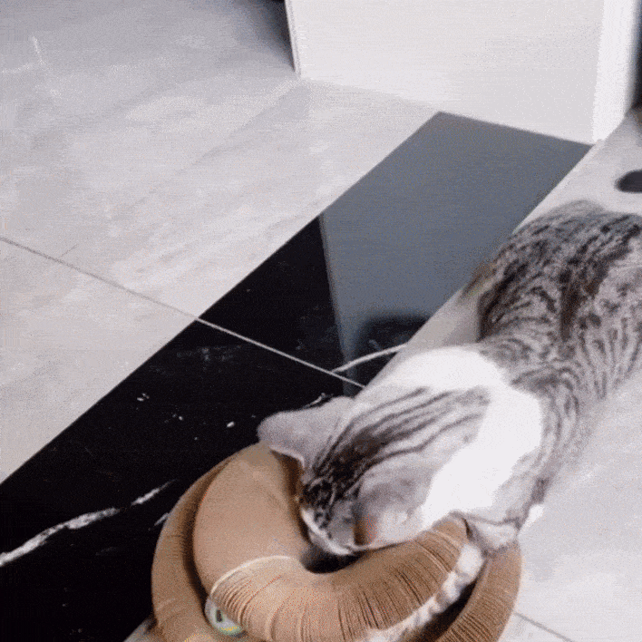 Gatos que se divierten con el Feliscratch